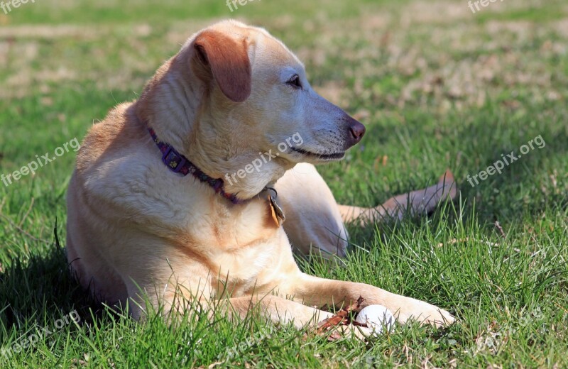 Dog Rescue Yellow Labrador Pet