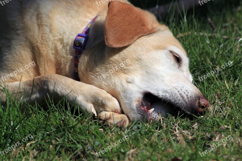 Dog Pet Rescue Yellow Labrador