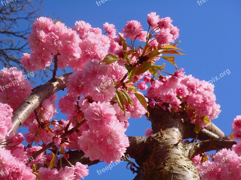 Spring Prunus Blossom Bloom Pink