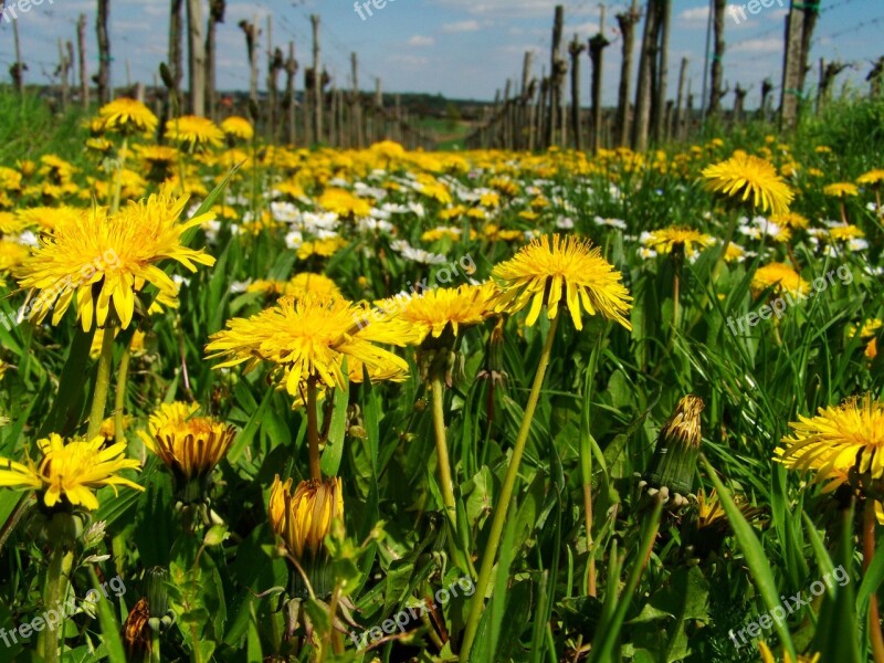 Dressing-gown Dandelion Yellow Wildflower Child Láncfű Free Photos