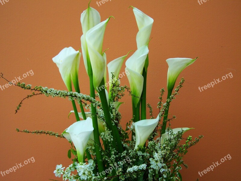 Flower Bouquet White Calla Lily Cut Flower Free Photos