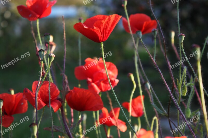 Flowers Poppies Red Plant Nature