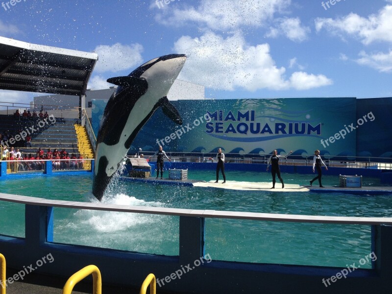 Miami Killer Whale Water Jump Free Photos