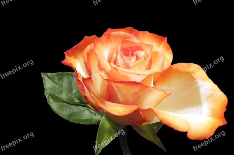 Rose Orange Flower Blossom Bloom