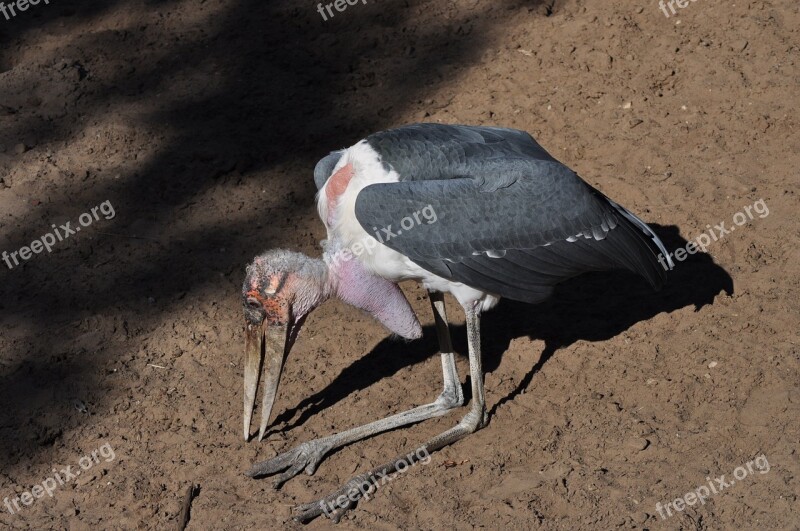 Marabu Bird Animal Scavengers Stork