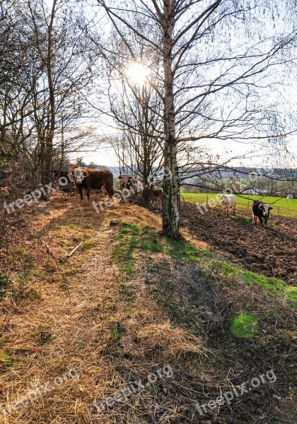 Nature Cow Cows Animal Meadow