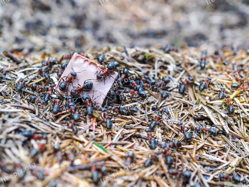 Ants Ant The Anthill Nature Forest