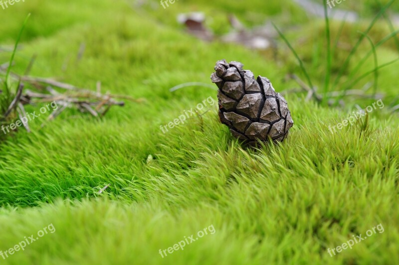 Cone Grass Moss Macro Nature