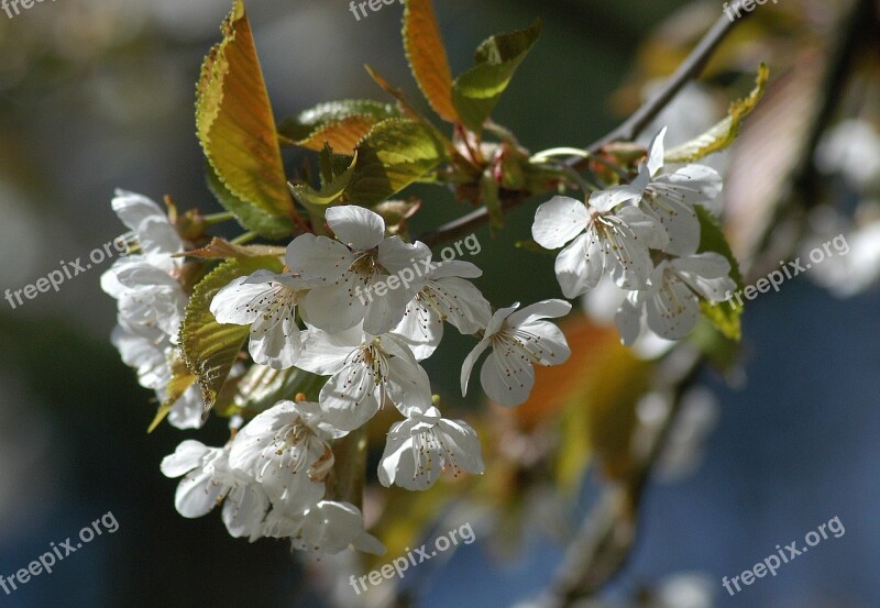 Blossom Tree Holiday Spring Flower