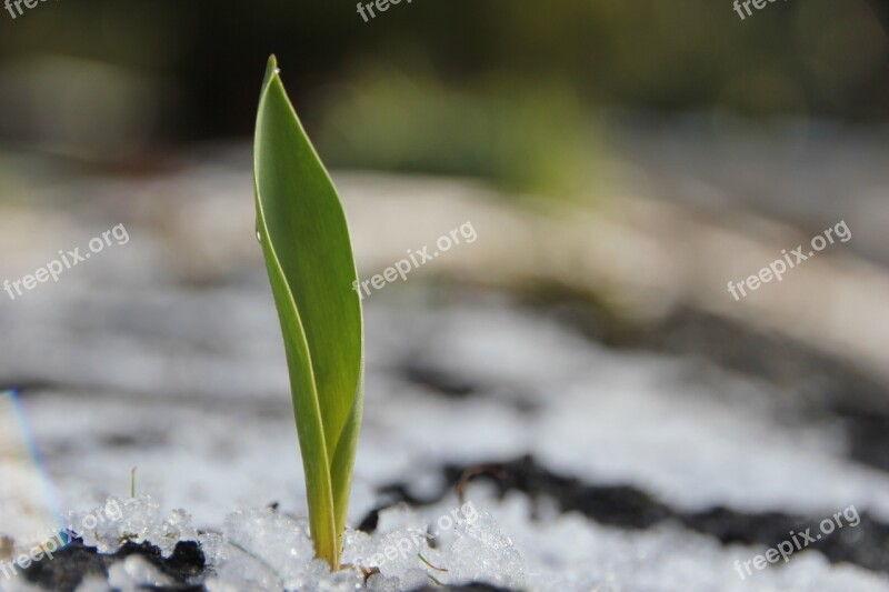 Stengel Winter Ice Leaf Green