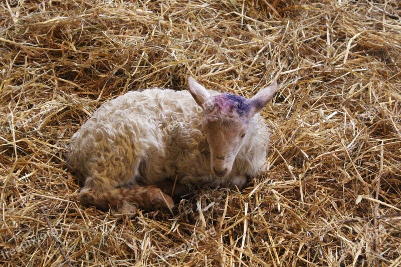 Sheep Breeding Farm Sheepfold Animals