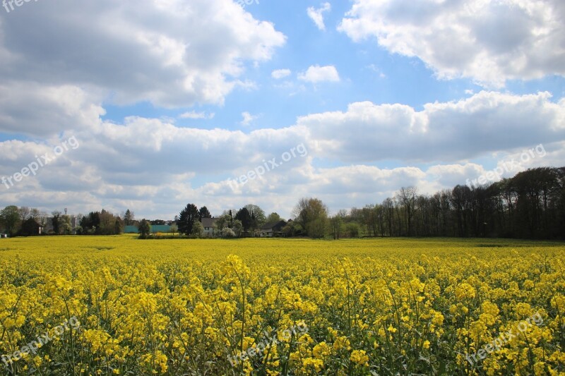 Canola Canola Plant Rapeseed Agriculture Landscape