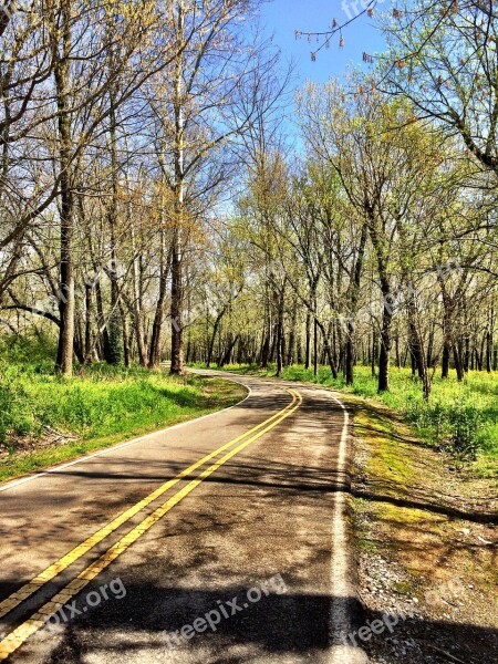 Trees Road Spring Nature Forest