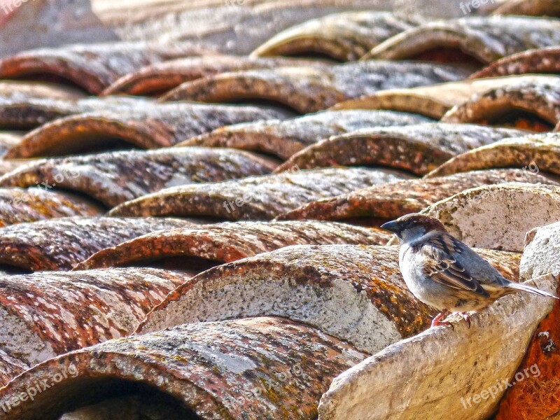 Sparrow Roof Texas Lookout Bird