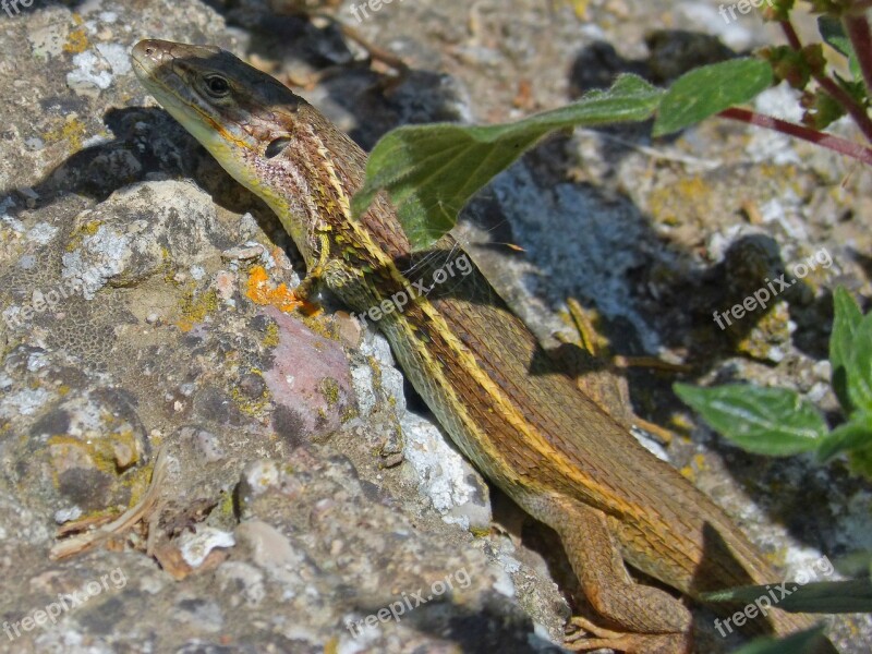 Lizard Sargantana Reptile Rock Free Photos