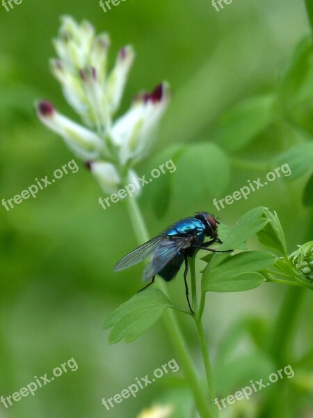 Calliphora Vicina Greenfly Fly Vironera Free Photos