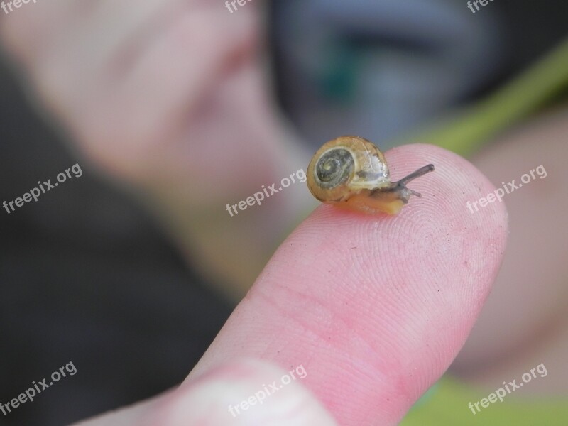 Snail Nature Fauna Macro Closeup