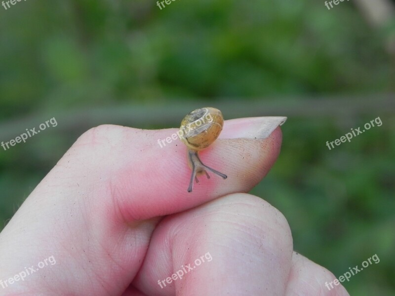 Snail Nature Fauna Macro Closeup