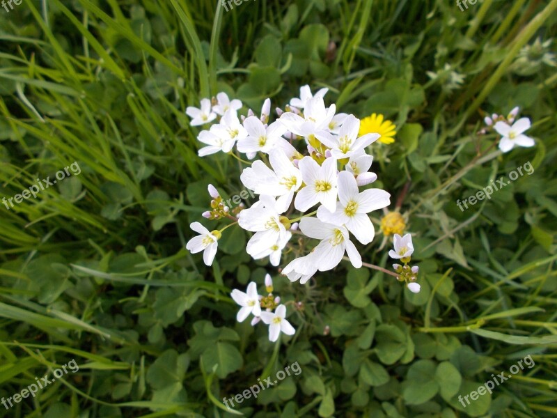 Nature Of Course Flowers Beautiful White