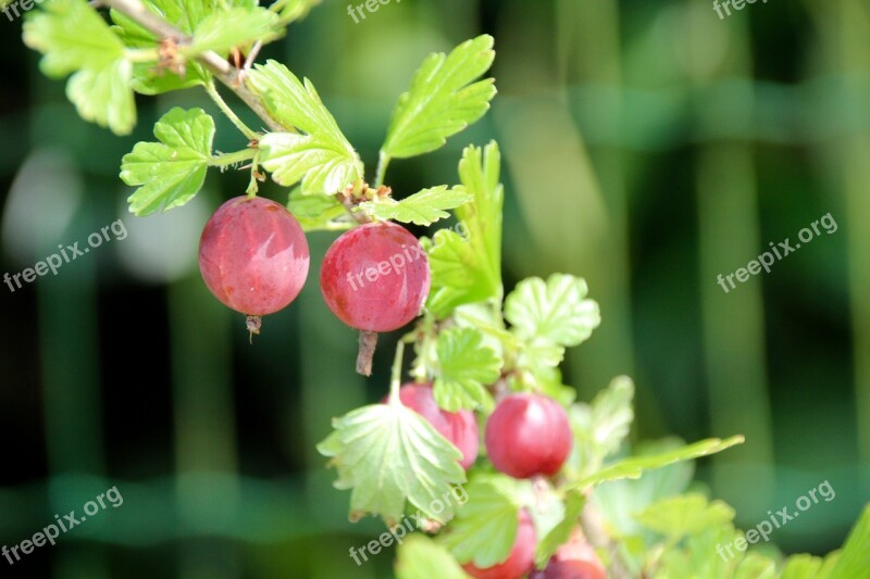 Gooseberry Ribes Uva-crispa Red Fruit Bush