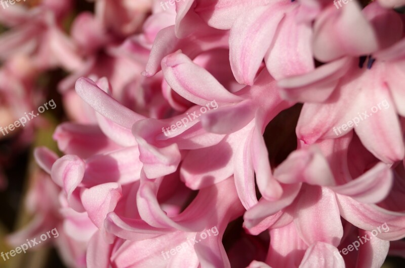 Hyacinths Flowers Spring Flower Gardening