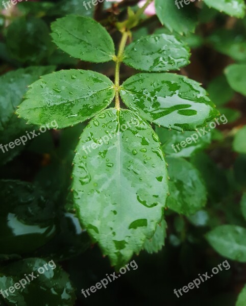 Leaves Wet Leaves Leaf Rose Leaves Green