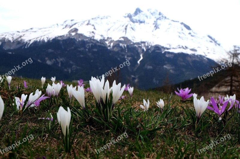 Flowers Mountain Nature Bramans Holy Stone Extravache