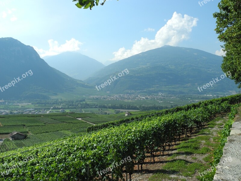 Landscape Vineyards Nature Summer Winegrowing