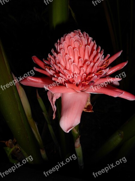 Torch Ginger Blossom Bloom Pink Pink Flower