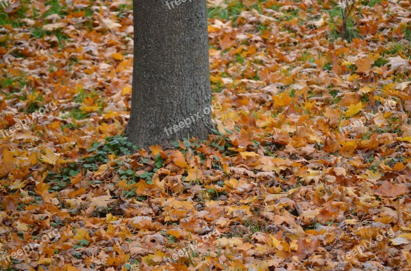 Tree Leaves Nature Colorful Autumn