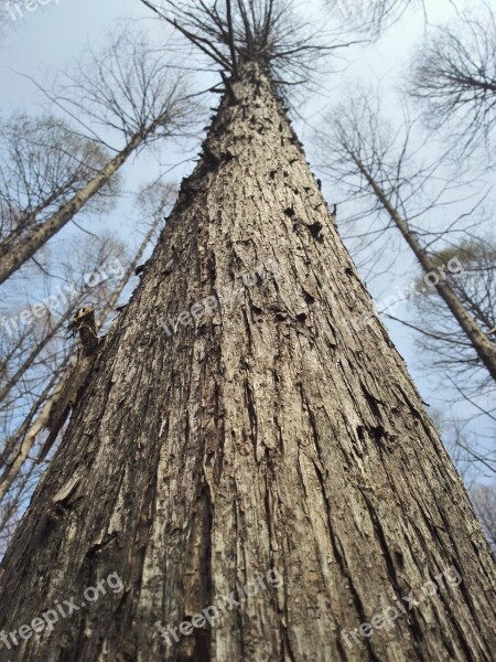 Ginseng Day Big Trees Trunk Sky