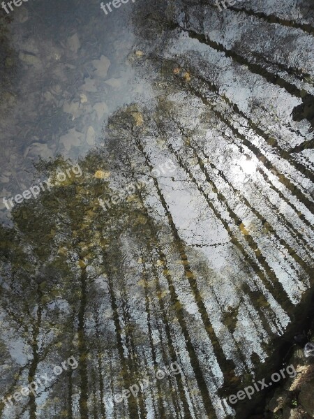 Mirror Flower Water Reflection Tree