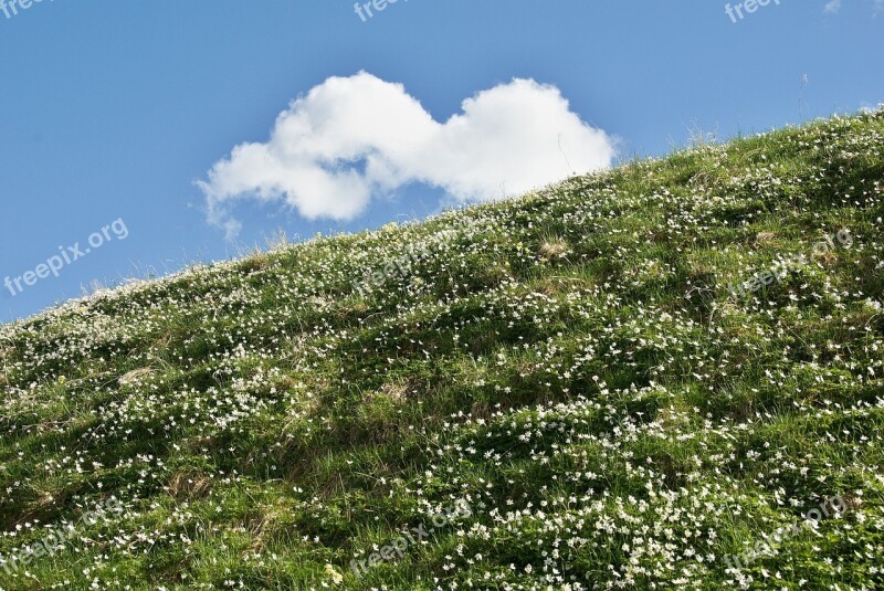 Spring Meadow Spring Meadow Cloud Wood Anemone