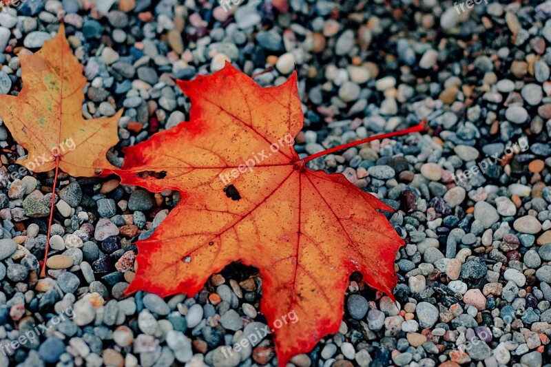 Leaf Autumn Fall Season Red