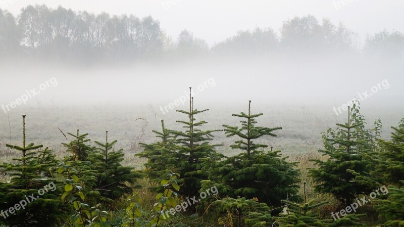 Landscape Nature Christmas Tree Spruce The Fog