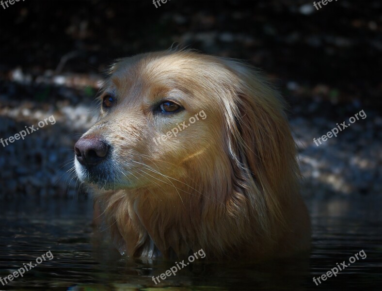 Dog Hybrid Pet Water Fun