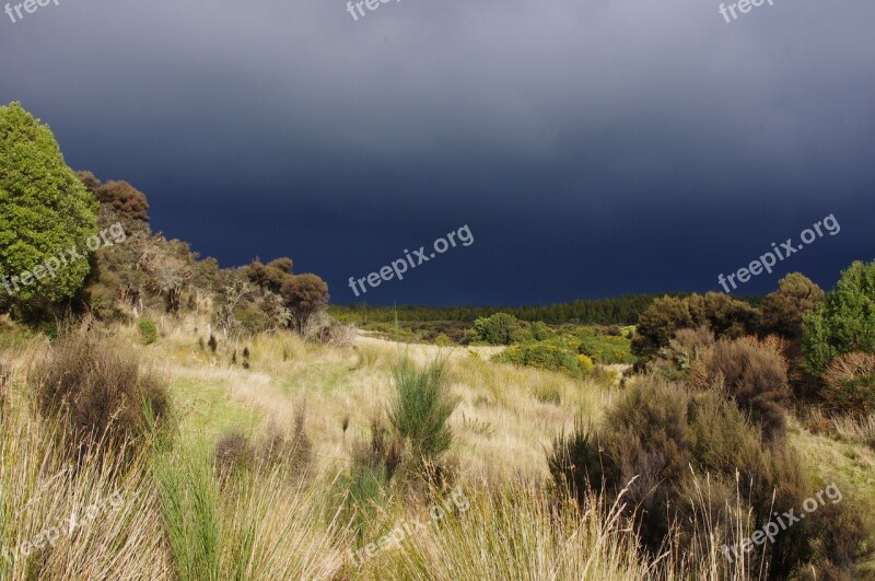 New Zealand Field Plants Heath Landscape