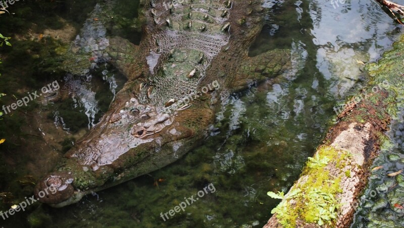 Crocodile Animal Zoo Reptile Wildlife