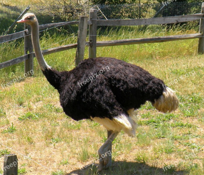 Ostrich Bird Nature Neck Head