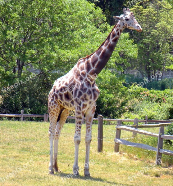 Giraffe Tall Animal Nature African