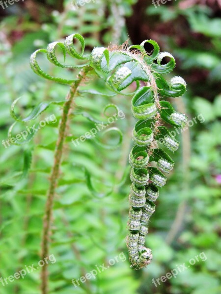 Fern Curled Curl Green Plant