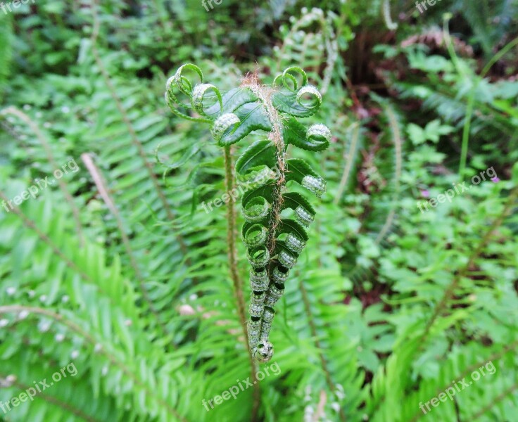 Fern Curled Curl Green Plant