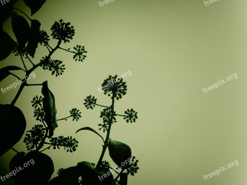 Ivy Plant Nature Dark Vegetable