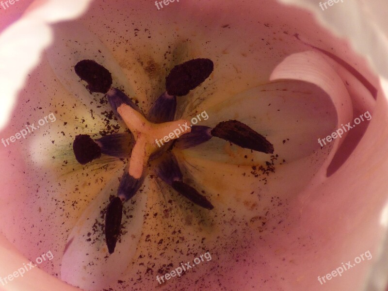 Tulip Pink Flower Pistil Pollen