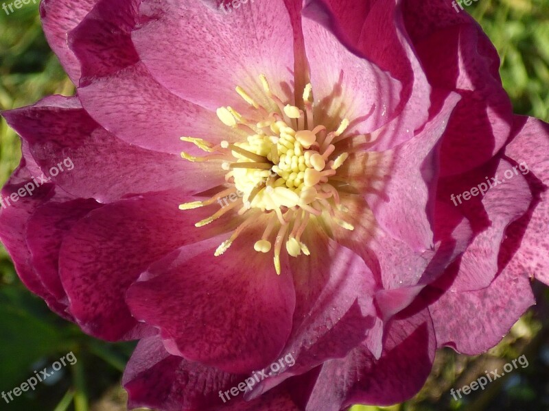 Hellebore Flower Violet Macro Garden