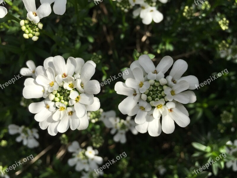 Candytuft White Stone Garden Perennials Semi Shrub