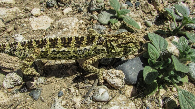 Cyprus Chameleon Animal Reptile Wildlife