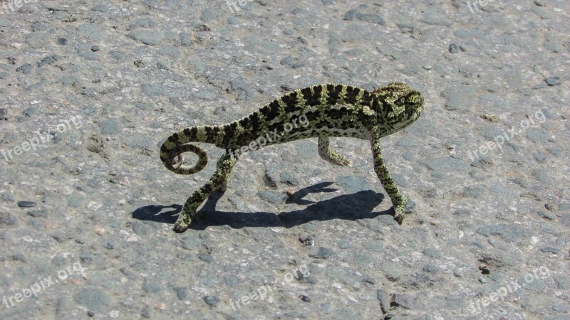 Cyprus Chameleon Animal Reptile Wildlife