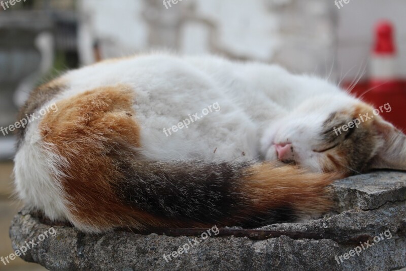 Sleeping Cate Cute White Ginger Fur