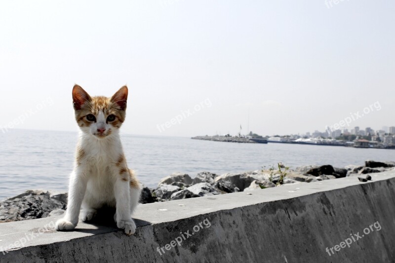 Cat Kitty Homelass Cute Istanbul